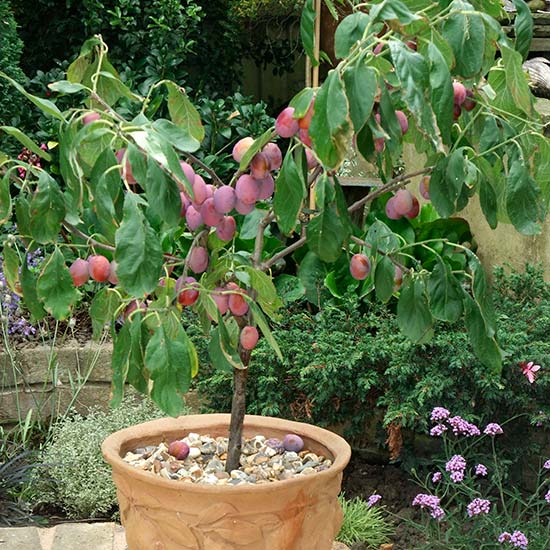 CRJ Fruit Trees UK