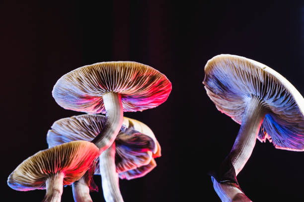 The Ultimate Guide to Shrooming: How Long Does It Take for Shrooms to Kick In?