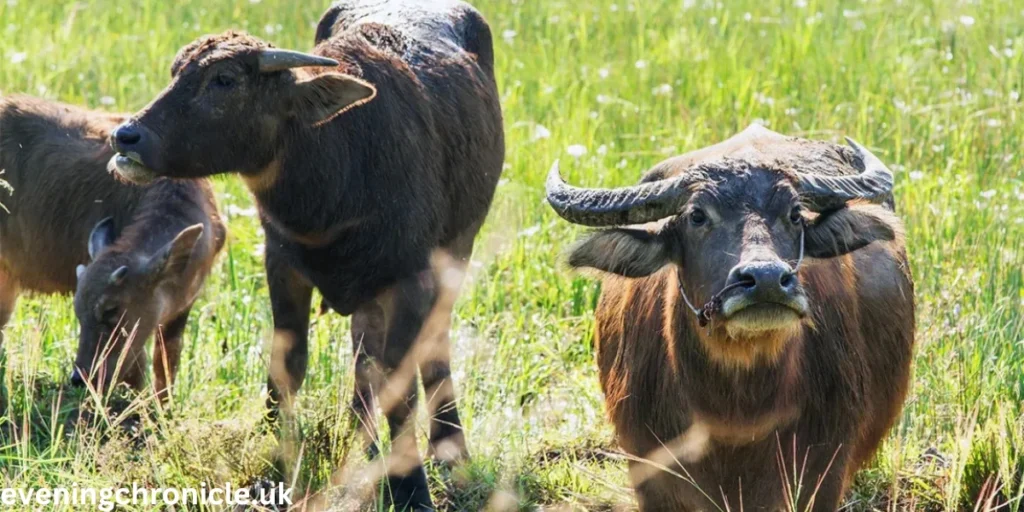 a2-buffalo-milk-unveiling-the-health-benefits-nutritional-value-and-unique-properties