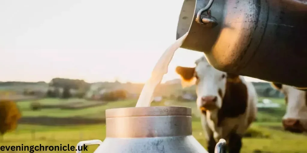 which-milk-is-good-cow-or-buffalo-2024