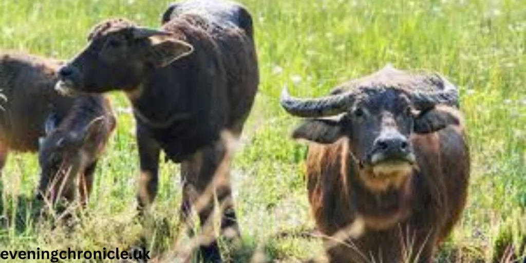 understanding-the-10-liter-buffalo-milk-price-a-comprehensive-guide