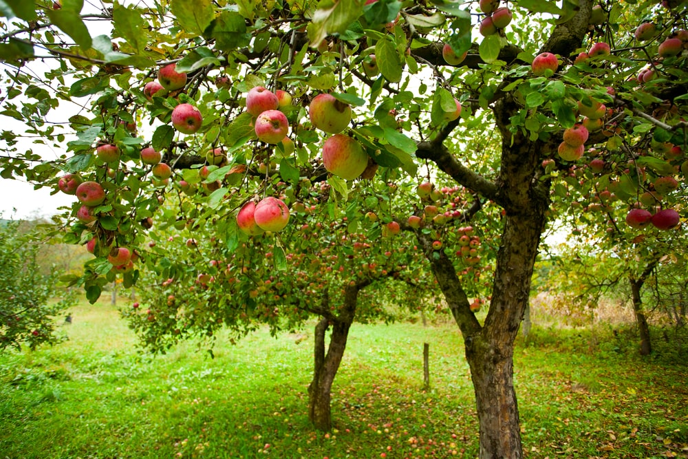 How Growing Fruit Trees at Home Supports Sustainability