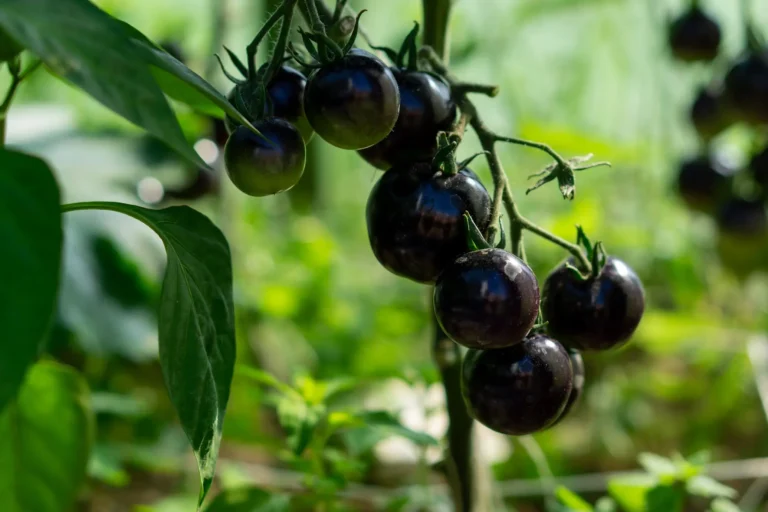 Black Seed Oil
